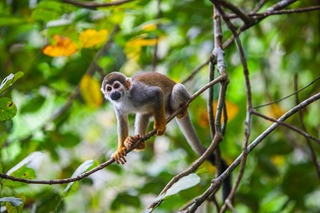 Macaco